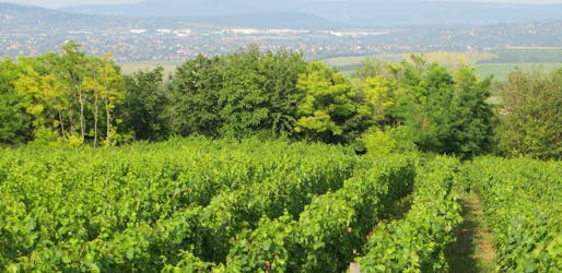Visite privée des vins d’Etyek au départ de Budapest